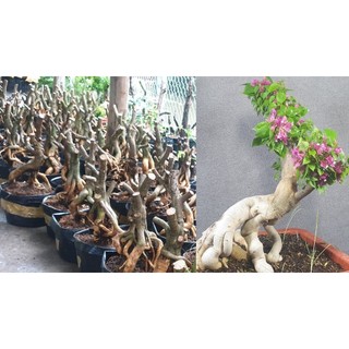 Phôi gốc Hoa giấy Mỹ bonsai