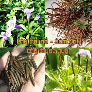 cây giống cây quả nổ (cây sâm tanh tách)