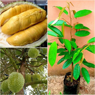 Cây giống sầu riêng Monthong Thái Lan chuẩn giống
