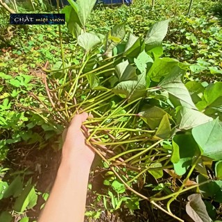 Combo 10 dây khoai lang giống siêu củ/siêu đọt