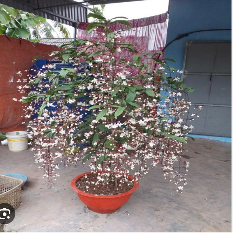 CÂY GIỐNG DẠ NGỌC MINH CHÂU