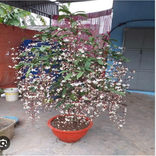 CÂY GIỐNG DẠ NGỌC MINH CHÂU