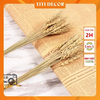 Bó lúa trang trí chụp ảnh, decor nhà cửa, cửa hàng