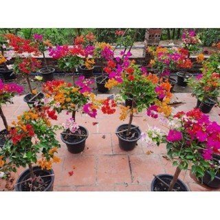 Cây Giống Hoa Giấy thái