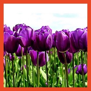 5 củ giống hoa tulip màu tím -Củ Giống chuẩn