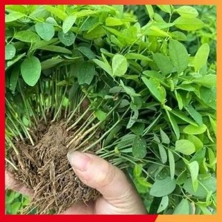 Hạt giống rau ngót siêu ngọn, siêu lá _Tập làm vườn cùng Mạc Kỳ Lâm