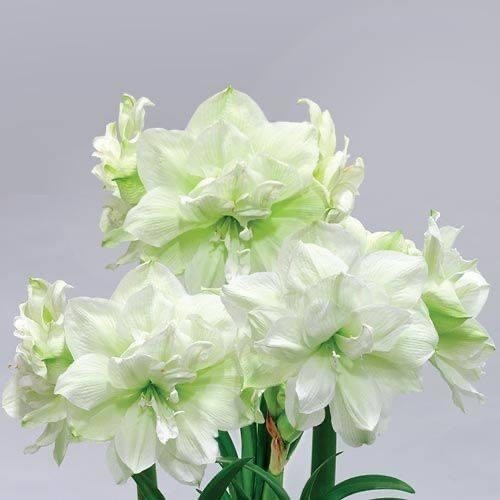 Hoa lan huệ kép, Amaryllis Marilyn, Lan huệ tây,  hoa loa kèn) - Chuẩn Màu Hoa