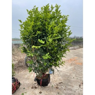 NGUYỆT QUẾ CÂY BUI- CÂY THOÁT THÂN( 90-1M3)