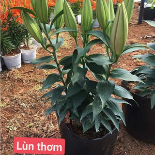 Củ ly lùn thơm chuẩn hà lan size 13/15 - mã 7 - chùm củ giống