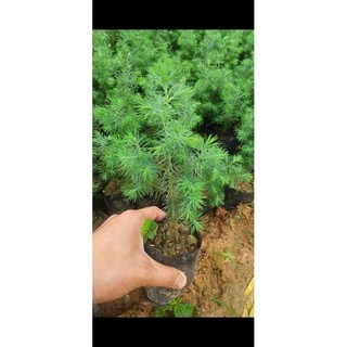 CÂY HOÀNG ĐÀN TUYẾT LẠNG SƠN