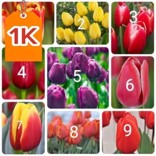 Củ hoa Tulip Hà lan 20 ngày cho hoa _củ giống tốt