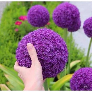 Củ hoa cầu tuyết chuẩn tết _Củ giống Thúy Hoa