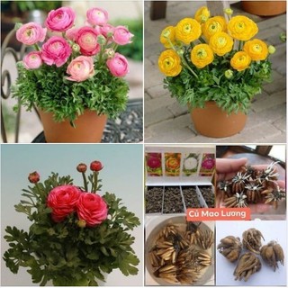 Combo 3 củ hoa hồng mao lương 3 màu vàng hồng cam _Củ giống Thúy Hoa