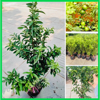 Cây ổi tàu cao 50-60cm làm cảnh,ổi bonsai, quả thơm ngọt