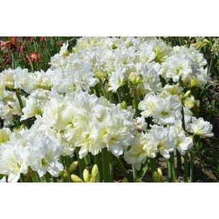 Củ hoa Lan huệ trắng kép alfressco - Chuẩn Màu Hoa