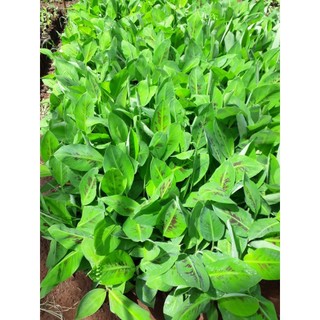 Cây giống Chuối Thanh Tiêu [ CÂY ĐẸP KHỎE 50 CM ] [ GHN ]
