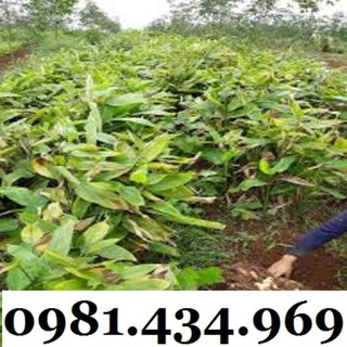 Củ Bình Tinh (Dong Đao, Dong Tróc, Mì Tinh) 01KG Chất Chuẩn Chất