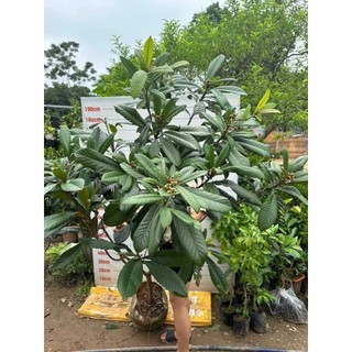 CÂY GIỐNG NHÓT NHẬT (CÂY BIWA NHẬT BẢN)