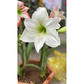 Củ lan huệ Tuyết Thanh hoa trắng size 3-4 cm