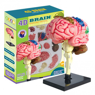 Mô hình não người 4D, Bộ khoa học cấu trúc não có thể tháo rời, Đồ chơi giáo dục STEM cho trẻ em, Bộ giải phẫu não giáo dục cho học tập trong lớp học