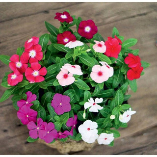 Hạt giống hoa dừa cạn rủ