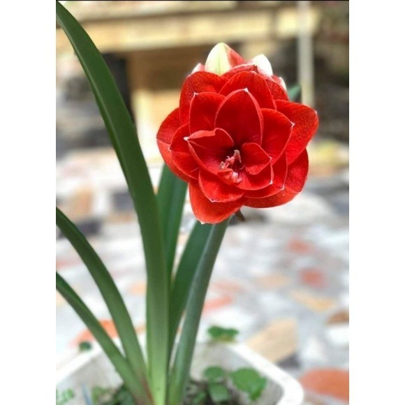 Lan huệ cánh kép, lan huệ tây Amaryllis Nyora _Củ đang có nụ(ngậm nụ) hoa sau 20 ngày _Vườn hoa Thanh Thủy HB