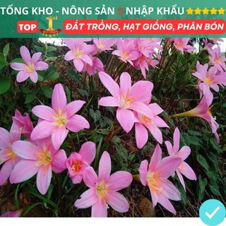 Củ hoa huệ mưa dễ trồng làm hoa hàng rào chịu nhiệt dễ trồng