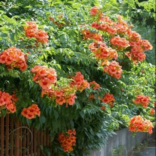 Cây hoa đăng tiêu _cây giống chuẩn _chuẩn