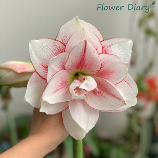 Củ lan huệ cánh kép có chọn màu chuẩn giống(củ baby)