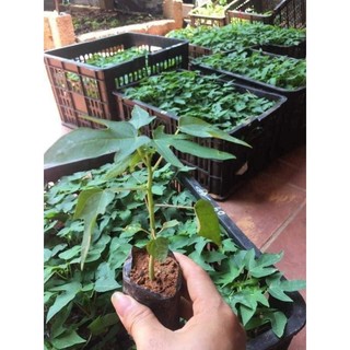 10 cây đu đủ đực siêu hoa