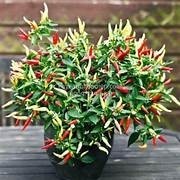 Cây ớt ngũ sắc đang quả , cao15-20cm, nhiều quả đẹp đủ màu sắc, quả ớt cay dùng làm gia vị