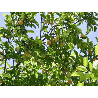 5 Cây giống chay ruột đỏ