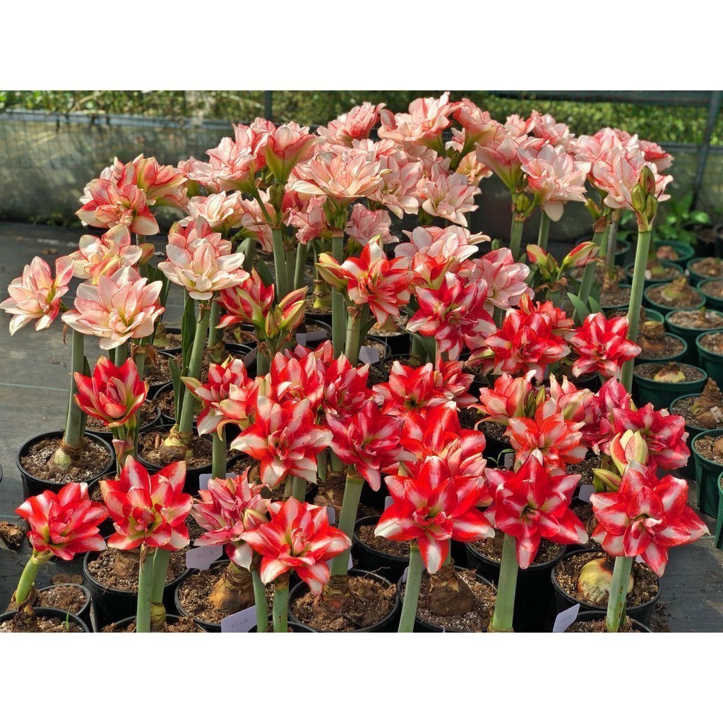 Hoa lan huệ cánh kép, hoa lan huệ tây Amaryllis Exotic Peaccok( Hoa loa kèn tây) - Lan Huệ Em Trang