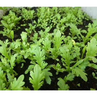 20gr Hạt Giống rau cải cúc (tần ô)