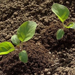 Phân Bò Đã Qua Xử Lý 1KG (đã ủ với trichoderma )