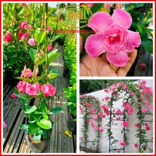 Cây hoa hồng anh leo kép_Cây giống chuẩn -CHUẨN