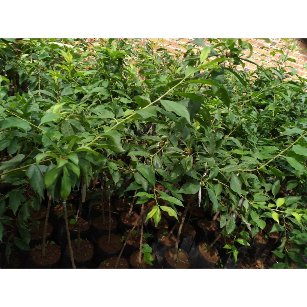 Cây giống Mận HẬU ( hay còn có tên là mận bắc, mận Hà Nội [ CÂY GHÉP cao hơn 1m rồi ạ ] [ GHN ]