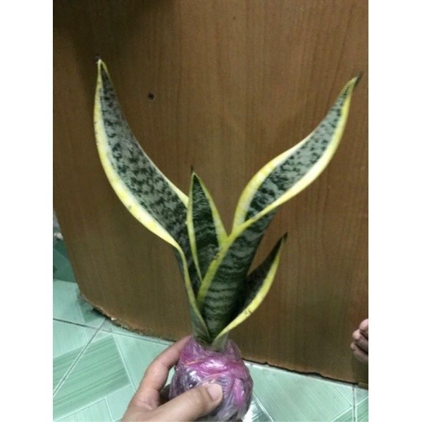 lưỡi hổ viền vàng( 1 cây)