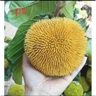 Cây giống mít ấn độ - Cây Giống Chuẩn