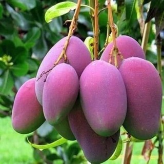 Cây giống xoài tím úc siêu trái - cây giống chuẩn