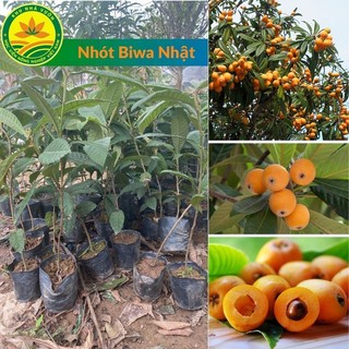 Cây giống biwa - Nhót nhật bản: Quả ngon, mùi thơm và giá trị kinh tế cao, _chuẩn giống