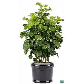 bầu cây giống cây đinh lăng lá cẩm thạch