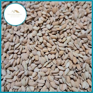 Lúa tròn lúa nhật cho gà đá, hạt lúa tròn mập dùng tốt cho gà nòi gà che túi 1kg