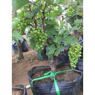 CÂY NHO LÙN PHÁP (cây giống ra quả sau 1 năm trồng)