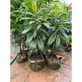 CÂY GIỐNG NHÓT NHẬT (CÂY BIWA NHẬT BẢN)
