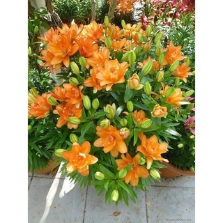 Củ hoa ly lùn thơm Hà lan siêu bông 20 ngày cho hoa,1 củ 7-9 bông -Củ Giống chuẩn