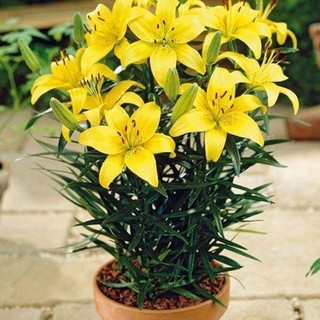 5 củ hoa ly lùn hoa màu vàng 20 ngày có hoa. _Củ giống Thúy Hoa