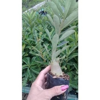 Cây giống sứ thái (Ảnh thật số 2).