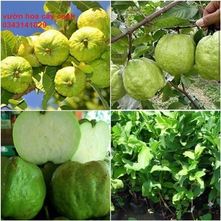 Cây ổi nữ hoàng giống - Cây Giống Khỏe