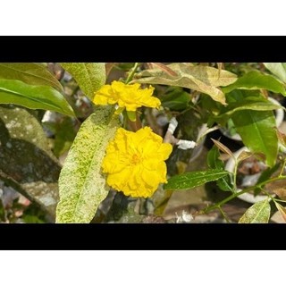 Cây giống mai giảo bạch kim hoa vàng, giống mới đột biến từ mai giảo thường _Chuẩn giống